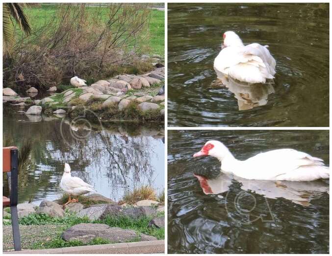 La pata en el pequeño lago del Parque de las Mil Palmeras esta tarde/TA.